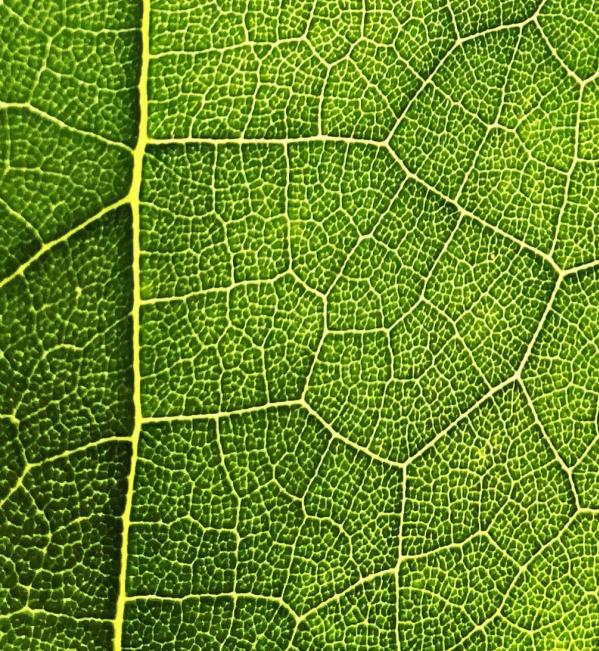 Nature and land connected with carbon offsetting