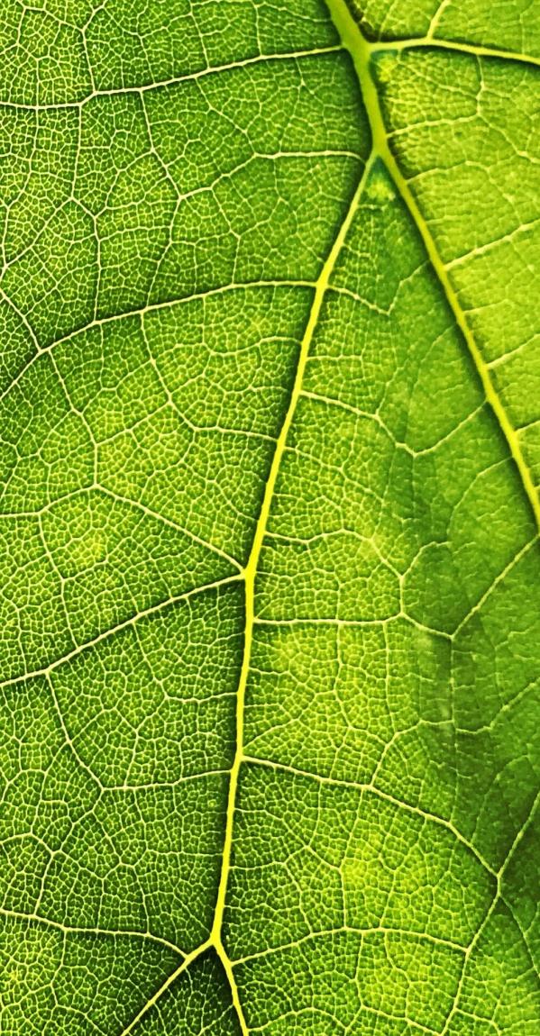 Natural environment supported by climate projects