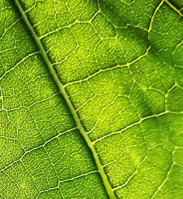 Landscape and nature in a carbon-offset project